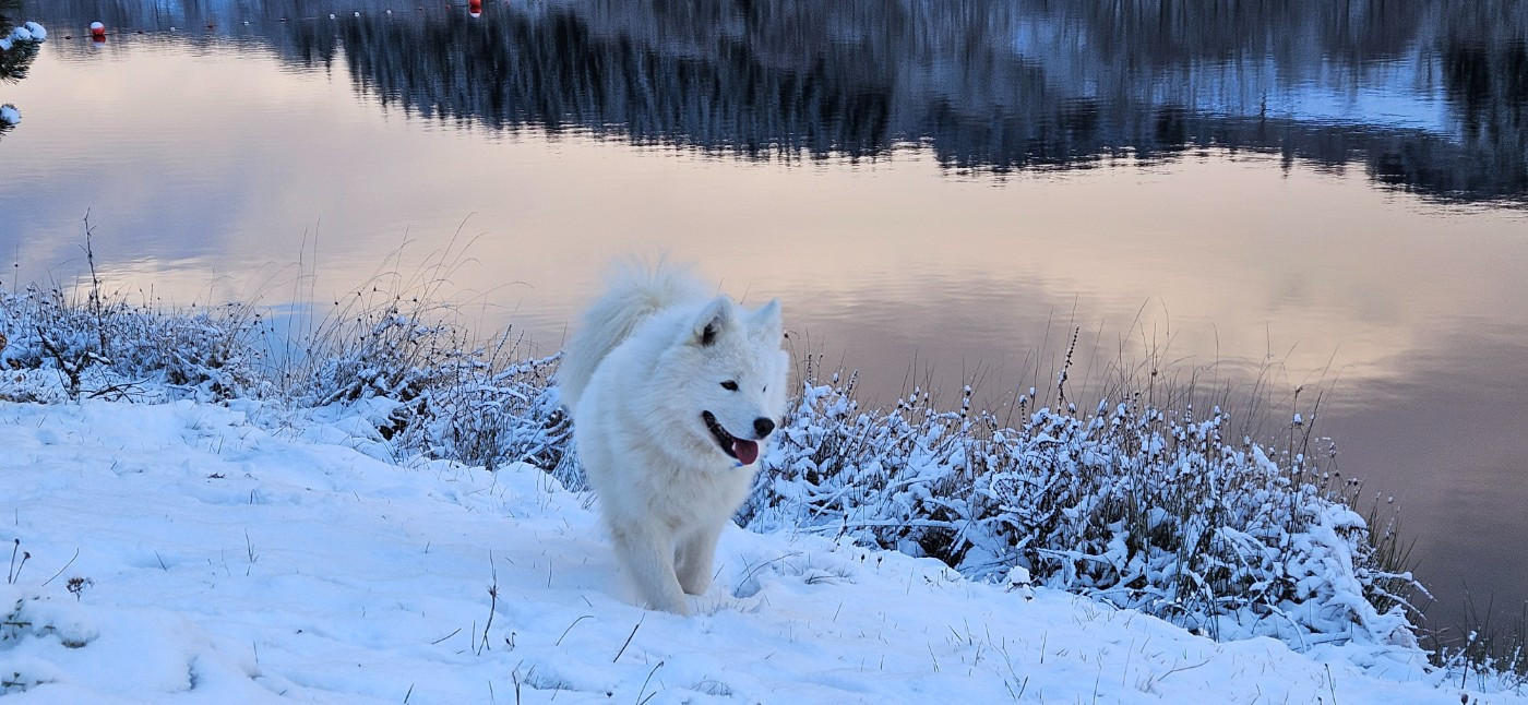 Ushuaia tallulah des Bout'choux du Forez
