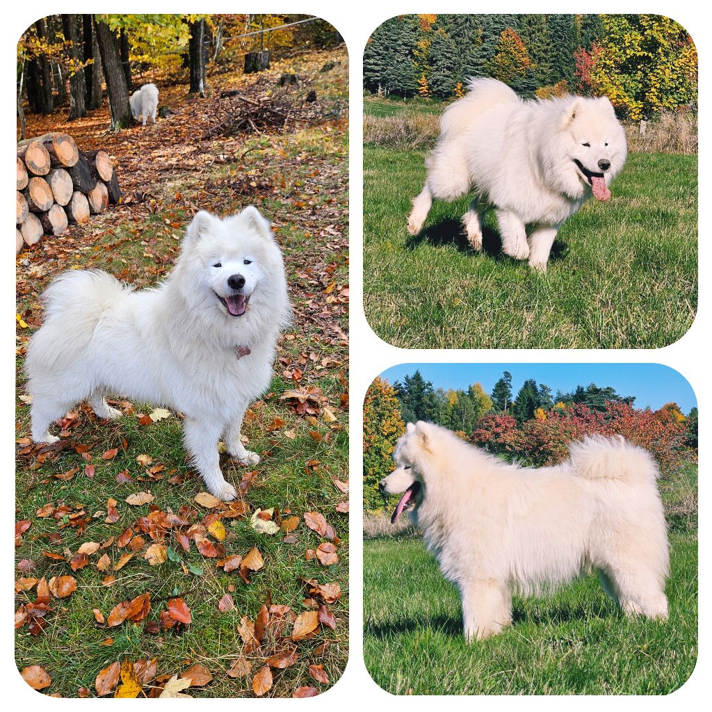 Voila goku du chemin de la belle etoile