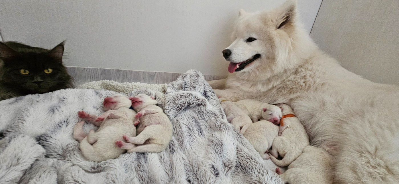 Les bébés de Tallulah et Goku sont nés