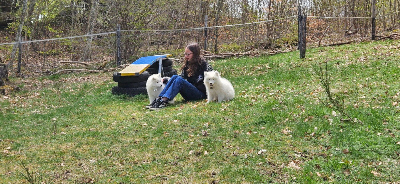 3 chiots recherche toujours une famille aimante