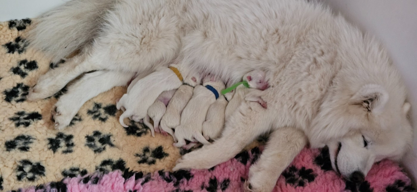 Chiot Samoyède des Bout'choux du Forez
