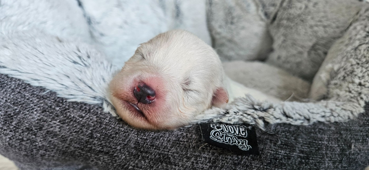des Bout'choux du Forez - Chiots disponibles - Samoyède