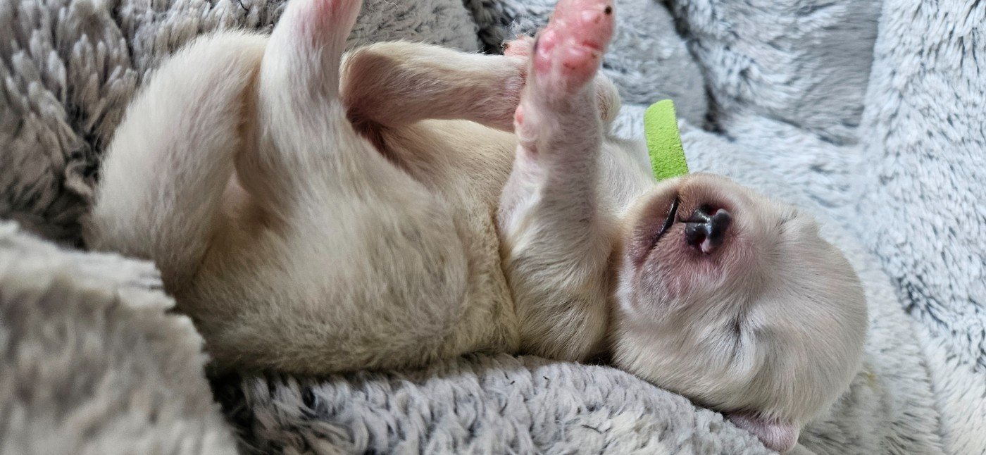 des Bout'choux du Forez - Chiots disponibles - Samoyède
