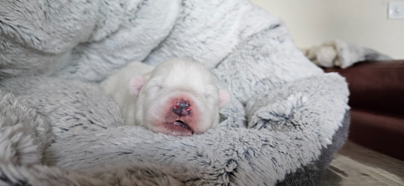 des Bout'choux du Forez - Chiots disponibles - Samoyède