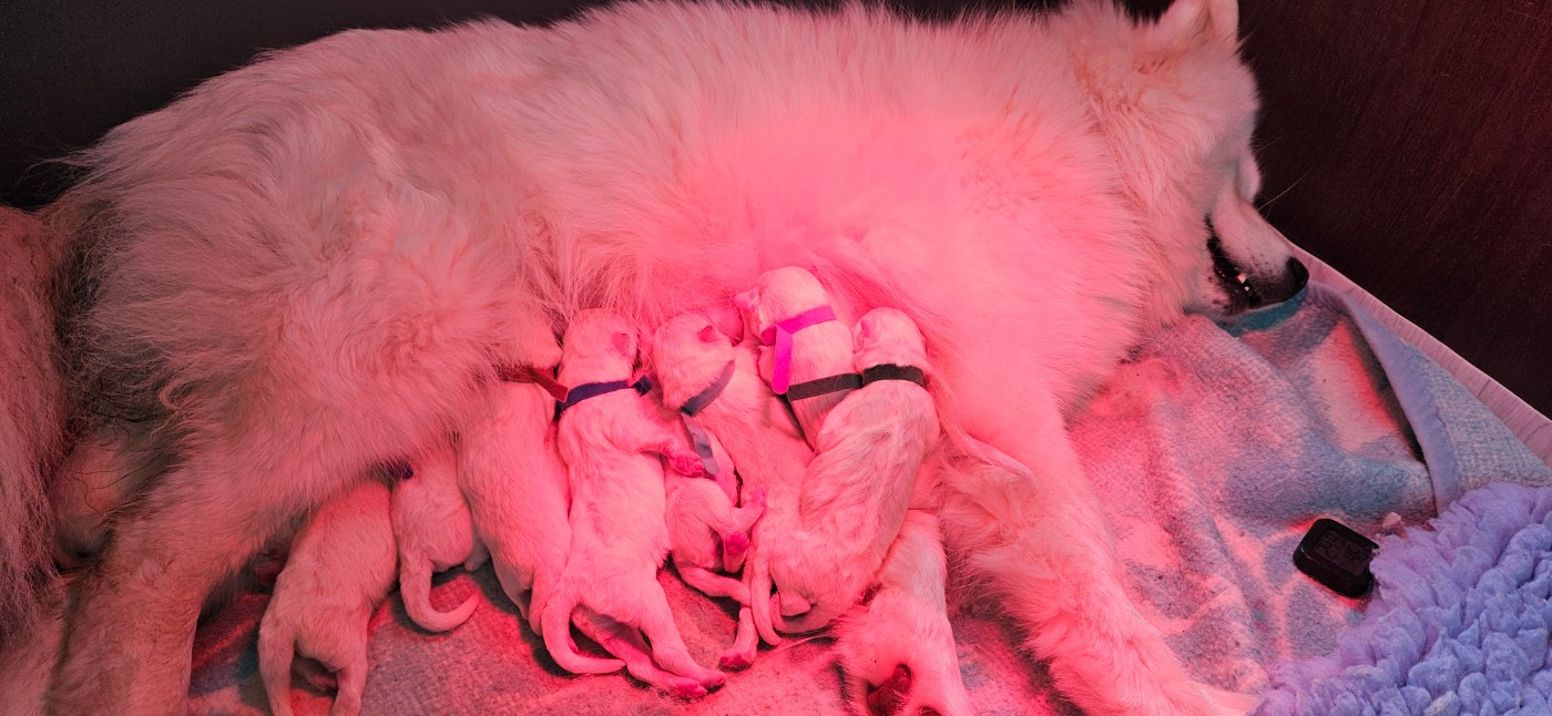 Chiot Samoyède des Bout'choux du Forez