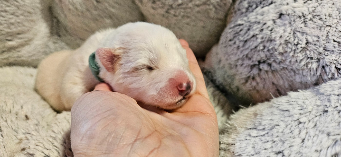 des Bout'choux du Forez - Chiots disponibles - Samoyède