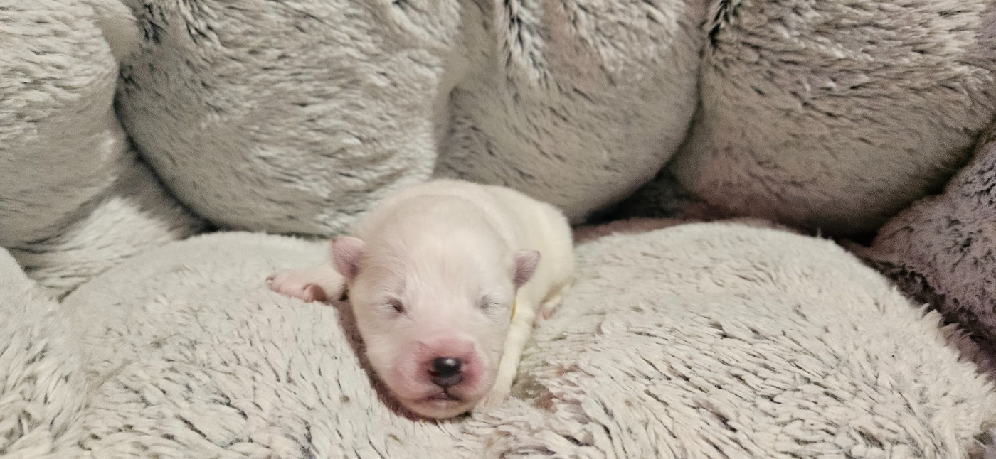 des Bout'choux du Forez - Chiots disponibles - Samoyède