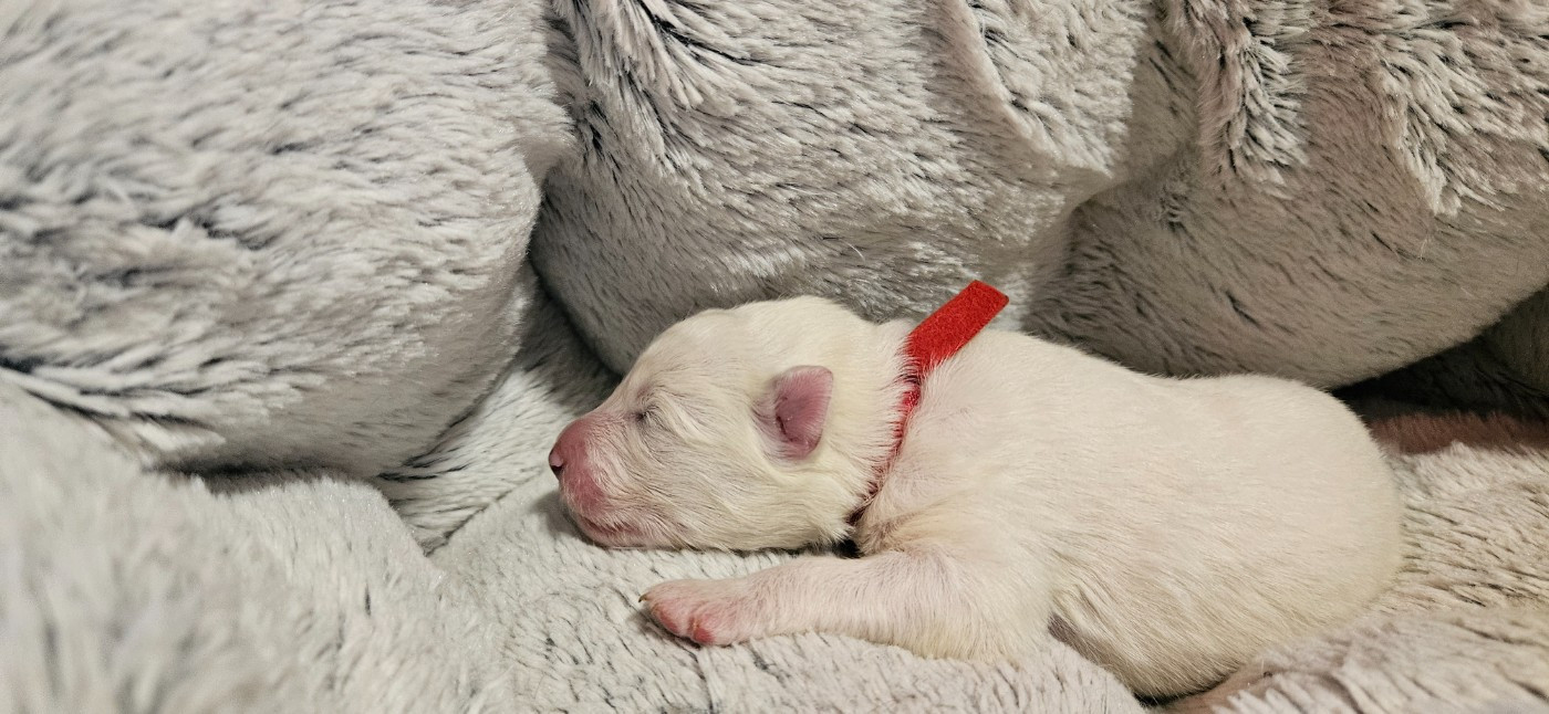 des Bout'choux du Forez - Chiots disponibles - Samoyède