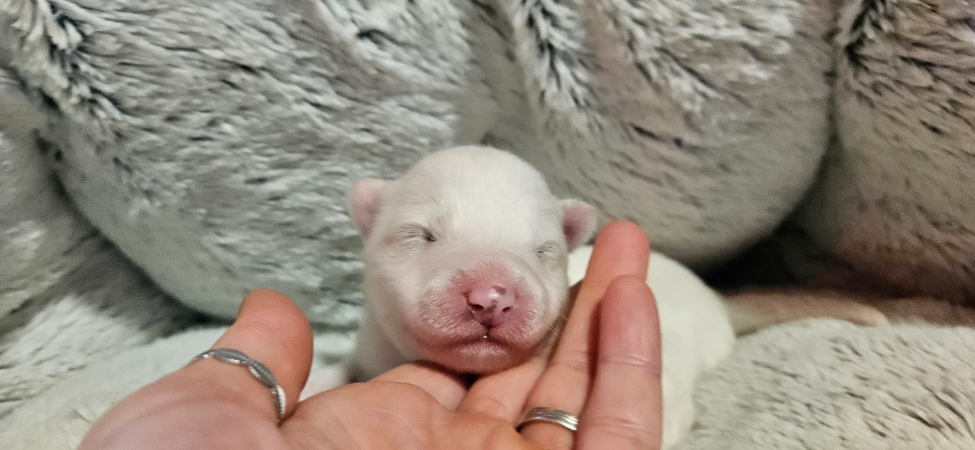 des Bout'choux du Forez - Chiots disponibles - Samoyède