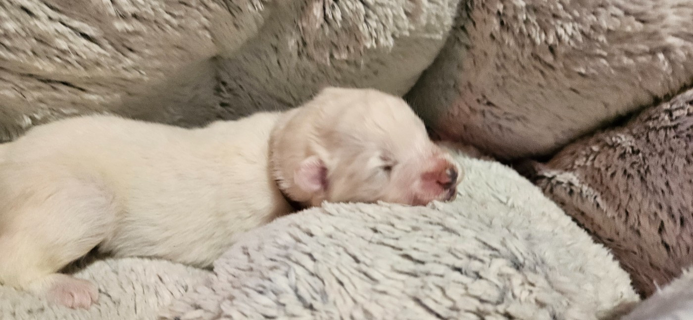 des Bout'choux du Forez - Chiots disponibles - Samoyède