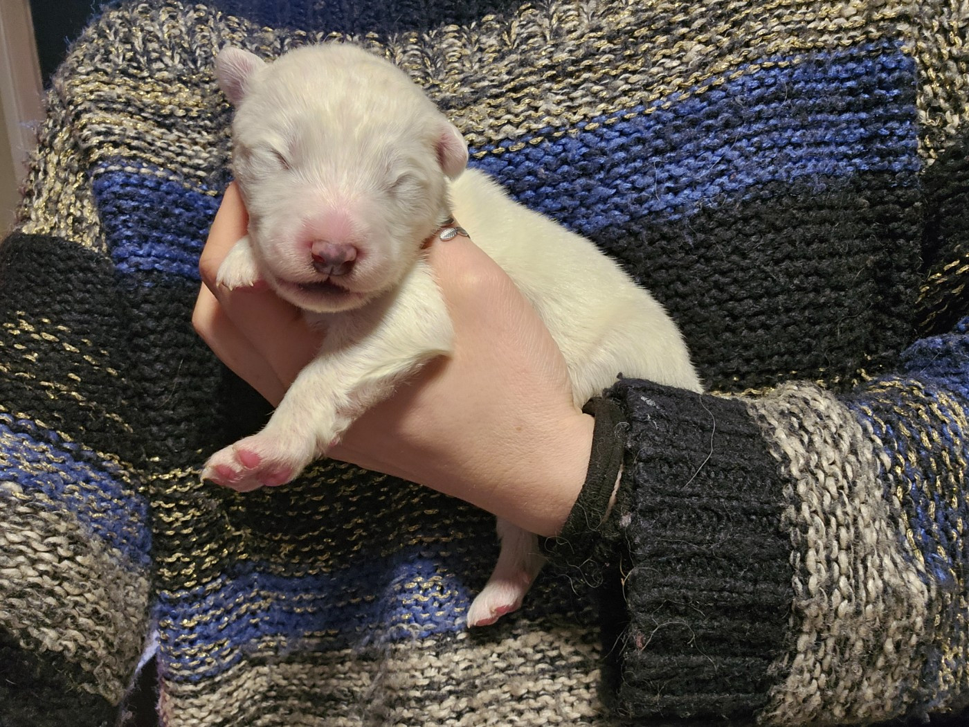 des Bout'choux du Forez - Chiots disponibles - Samoyède