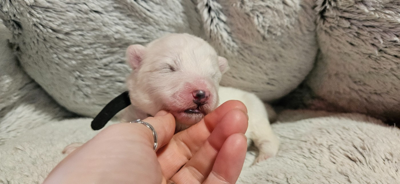des Bout'choux du Forez - Chiots disponibles - Samoyède
