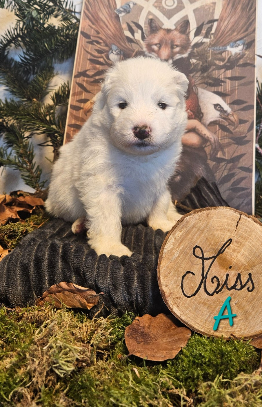 des Bout'choux du Forez - Chiots disponibles - Samoyède