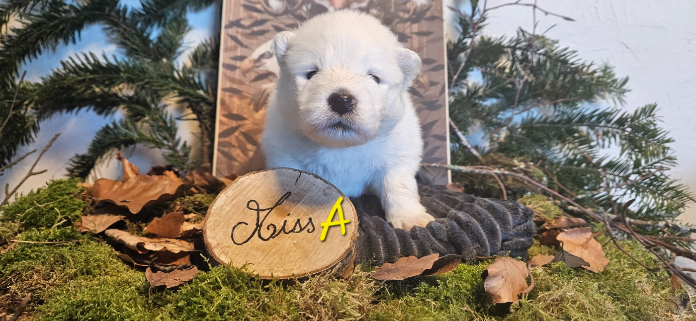 des Bout'choux du Forez - Chiots disponibles - Samoyède