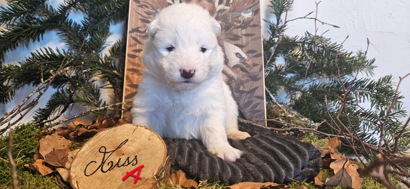 des Bout'choux du Forez - Chiots disponibles - Samoyède