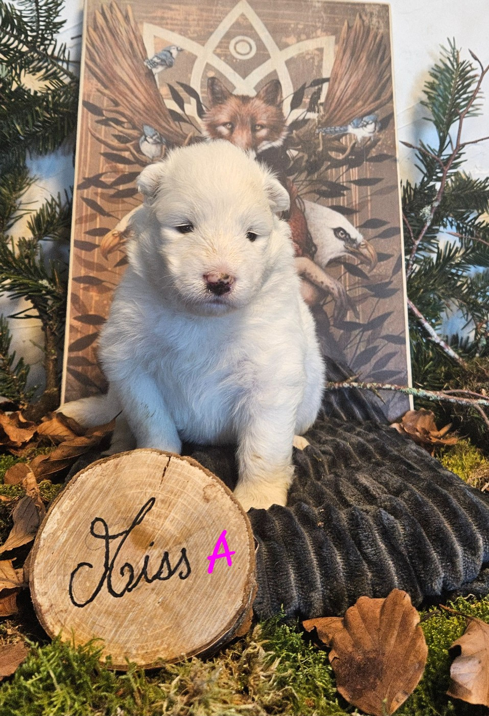 des Bout'choux du Forez - Chiots disponibles - Samoyède