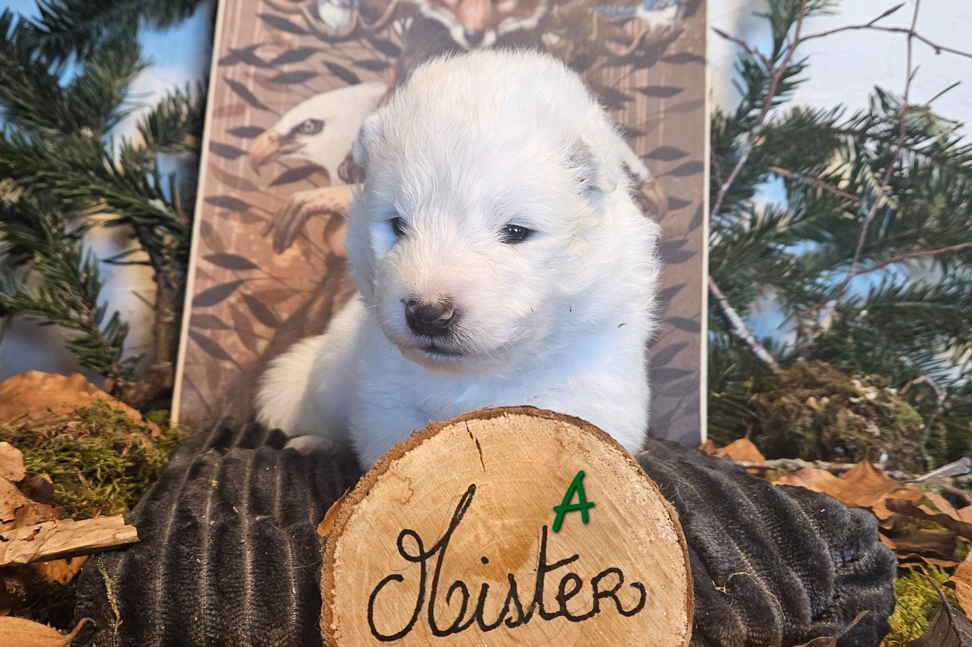 des Bout'choux du Forez - Chiots disponibles - Samoyède