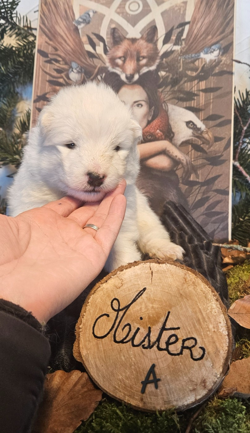 des Bout'choux du Forez - Chiots disponibles - Samoyède