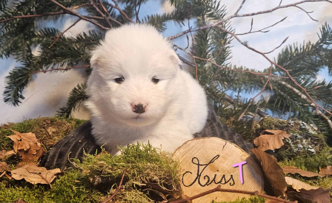 des Bout'choux du Forez - Chiots disponibles - Samoyède