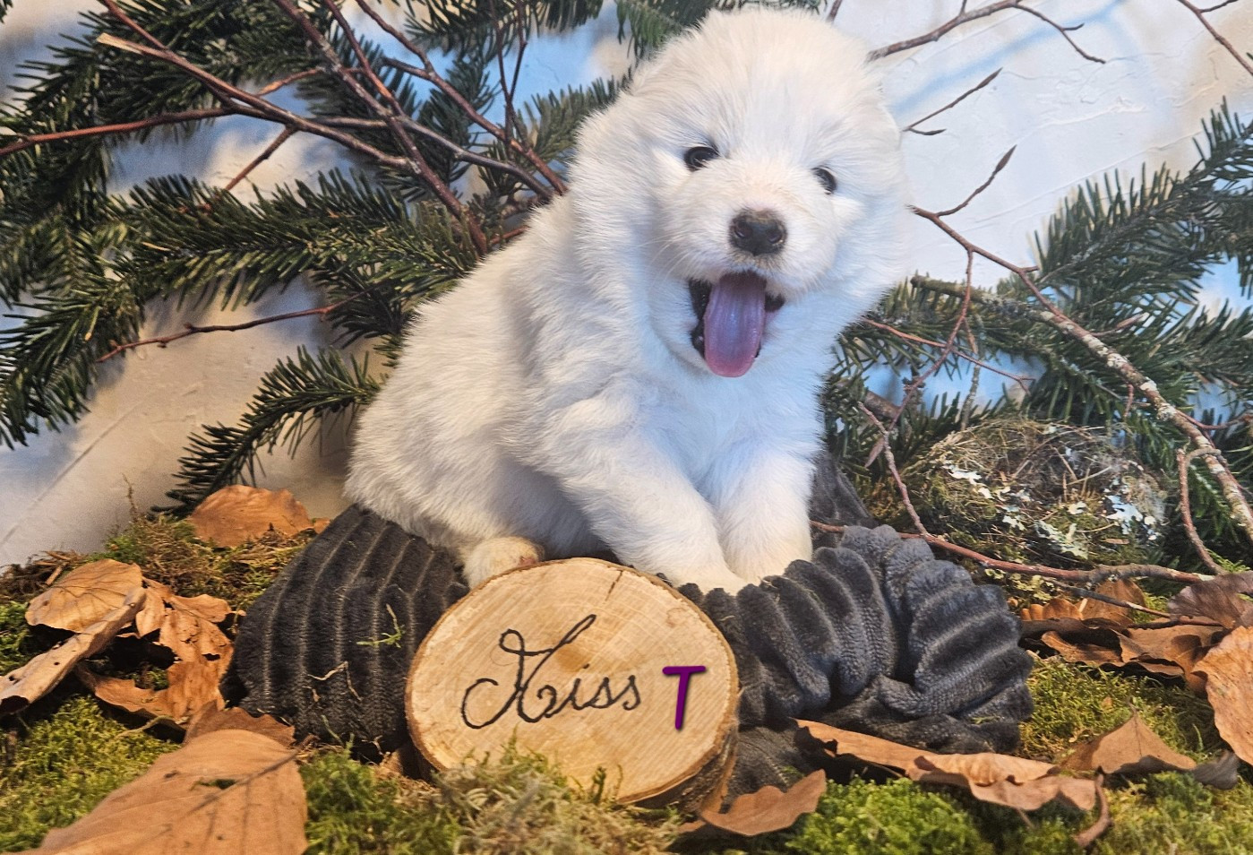 des Bout'choux du Forez - Chiots disponibles - Samoyède