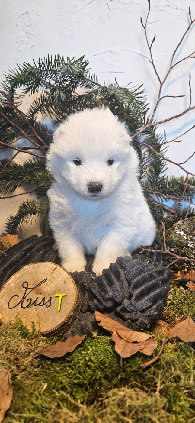 des Bout'choux du Forez - Chiots disponibles - Samoyède