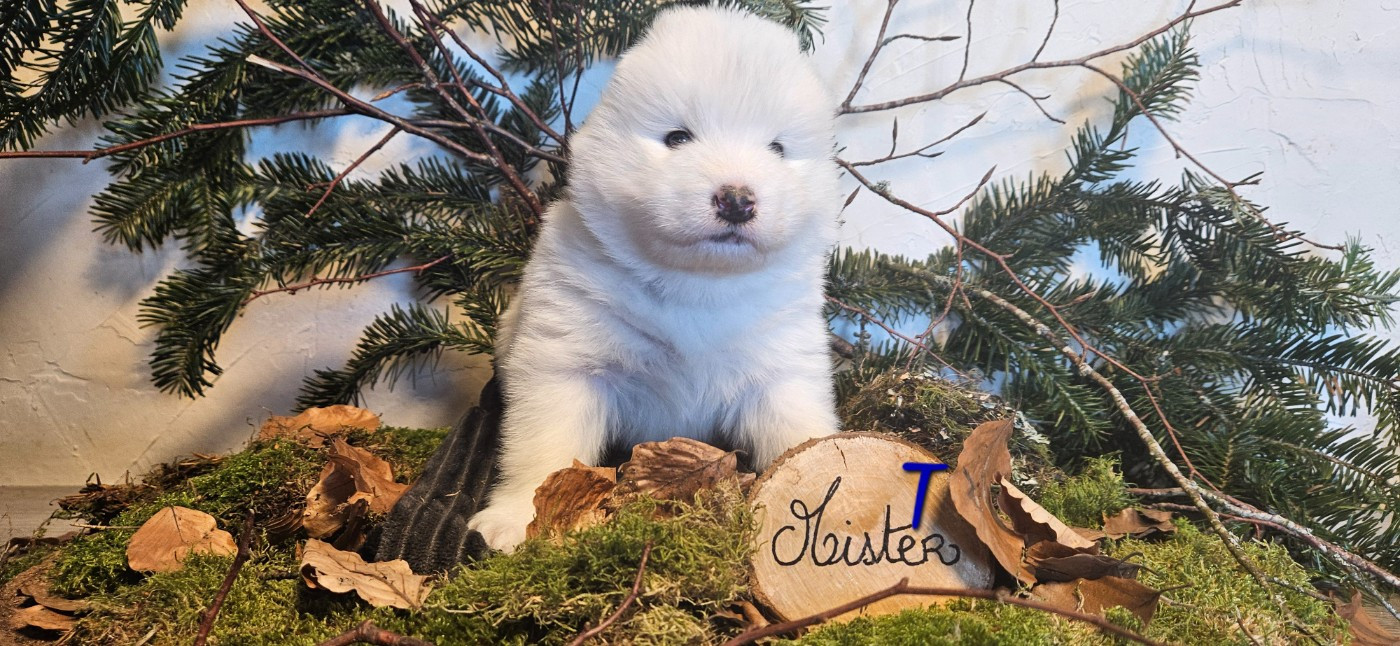 des Bout'choux du Forez - Chiots disponibles - Samoyède