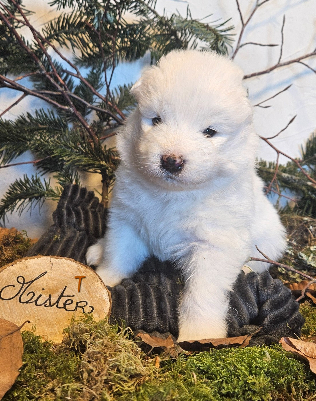 des Bout'choux du Forez - Chiots disponibles - Samoyède