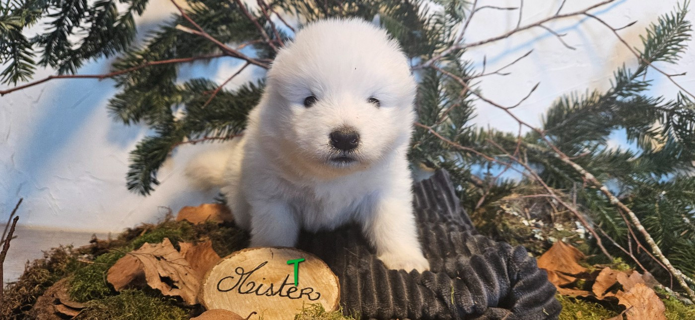 des Bout'choux du Forez - Chiots disponibles - Samoyède