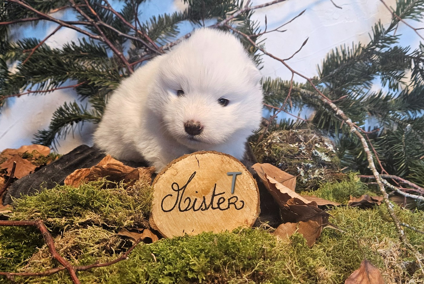 des Bout'choux du Forez - Chiots disponibles - Samoyède