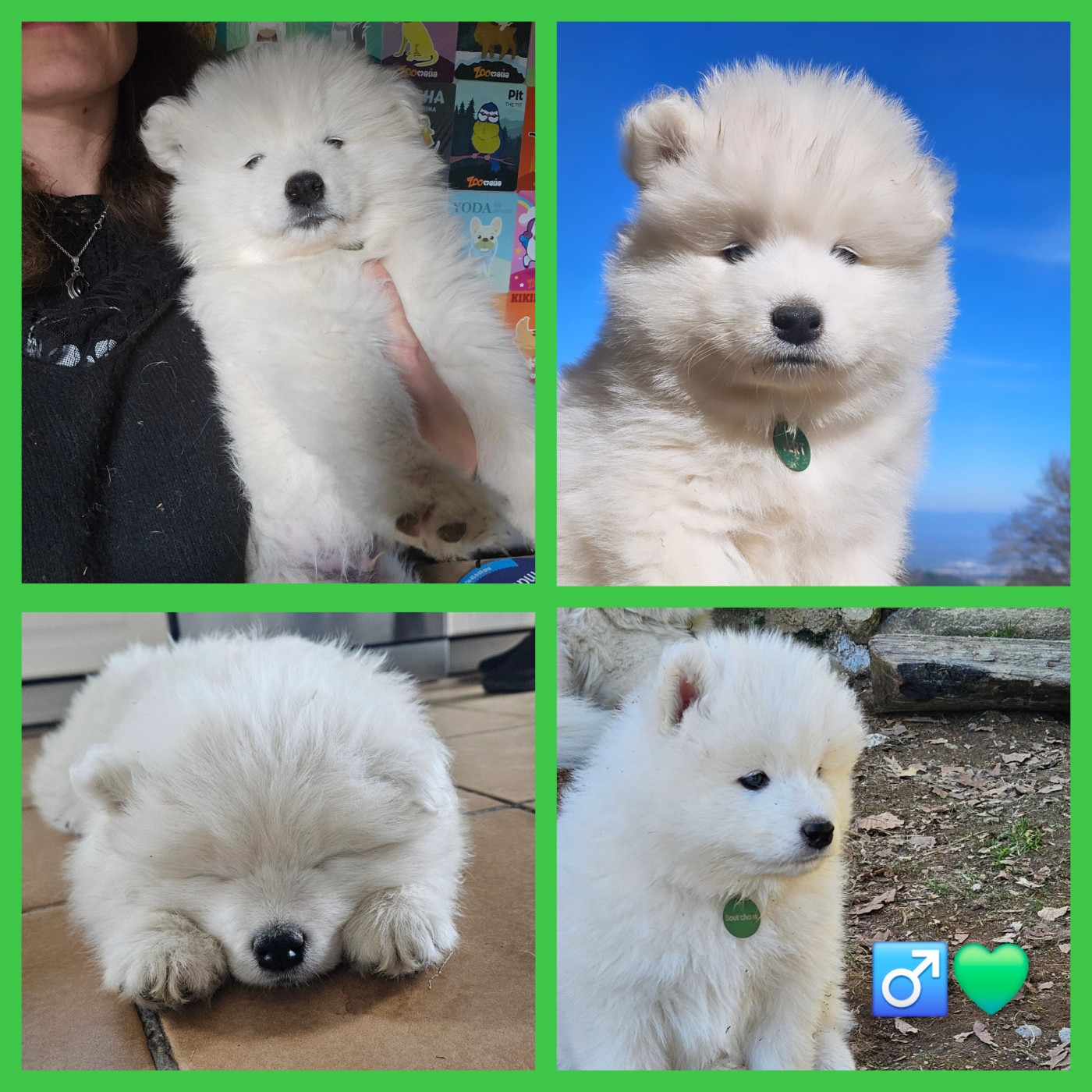 des Bout'choux du Forez - Chiots disponibles - Samoyède