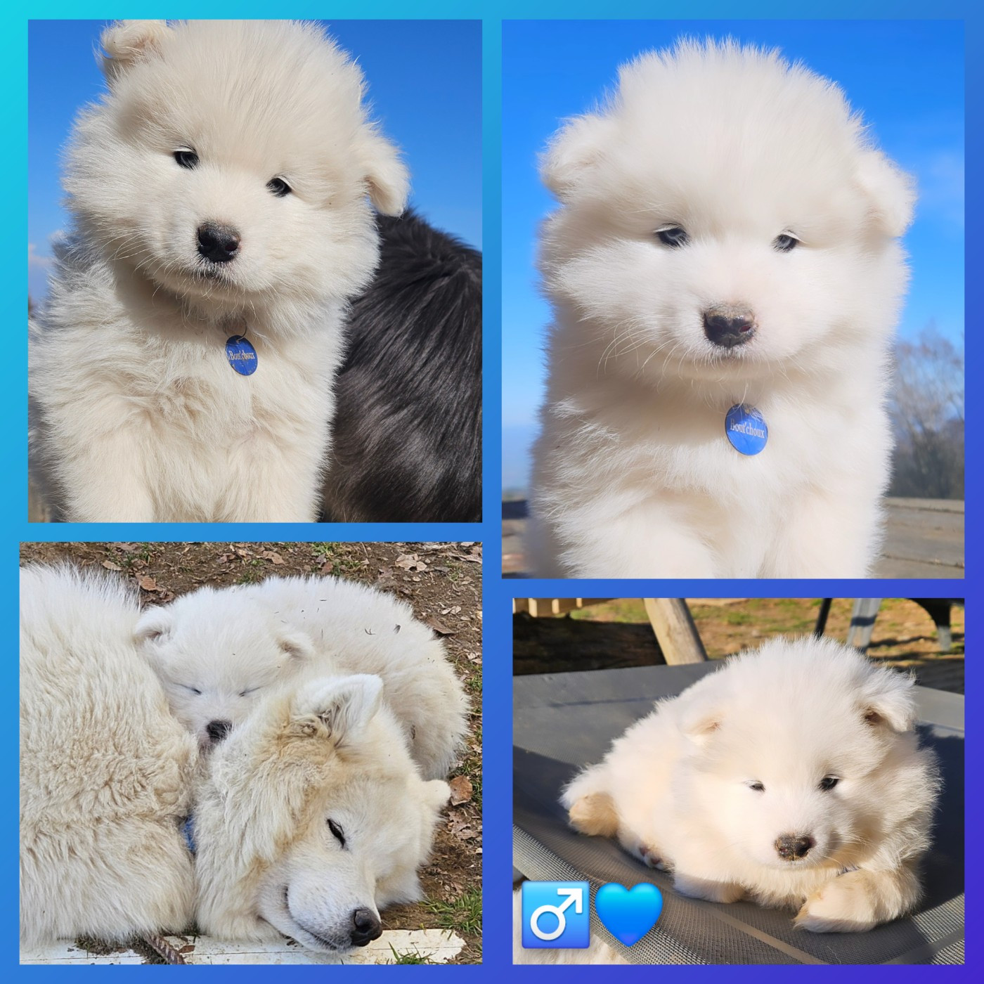 des Bout'choux du Forez - Chiots disponibles - Samoyède