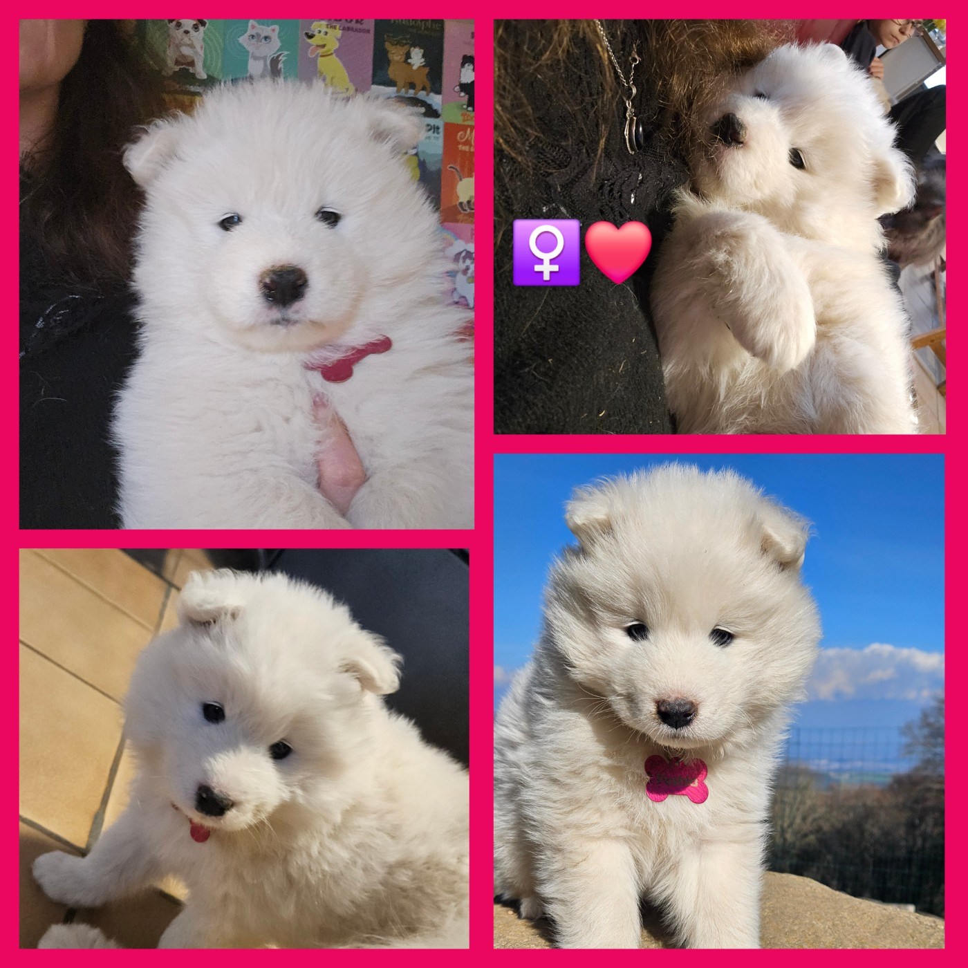 des Bout'choux du Forez - Chiots disponibles - Samoyède