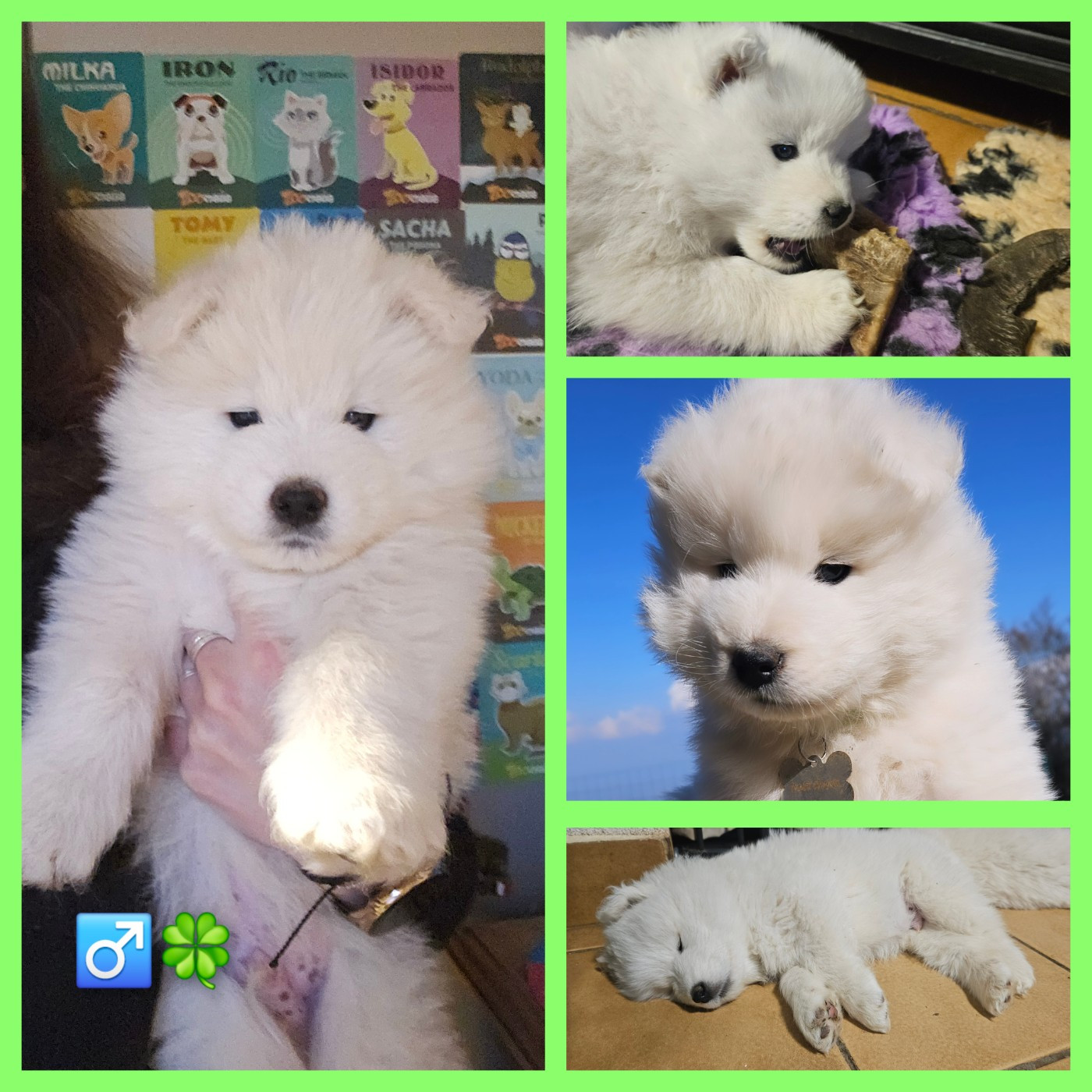 des Bout'choux du Forez - Chiots disponibles - Samoyède