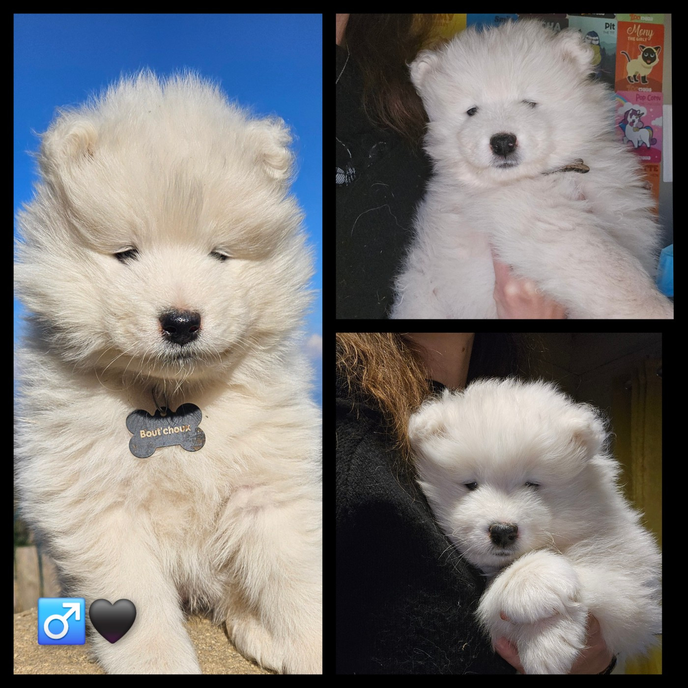 des Bout'choux du Forez - Chiots disponibles - Samoyède