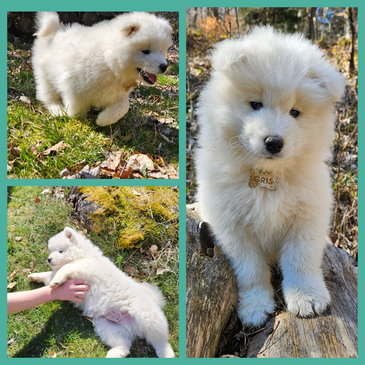 des Bout'choux du Forez - Chiots disponibles - Samoyède