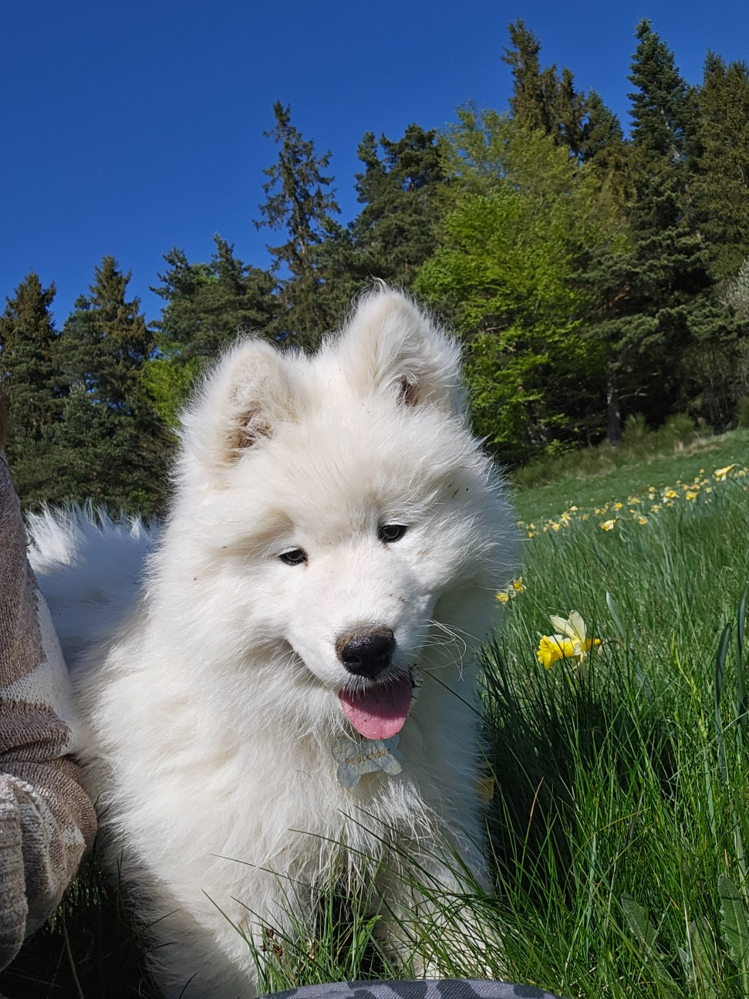 des Bout'choux du Forez - Chiots disponibles - Samoyède