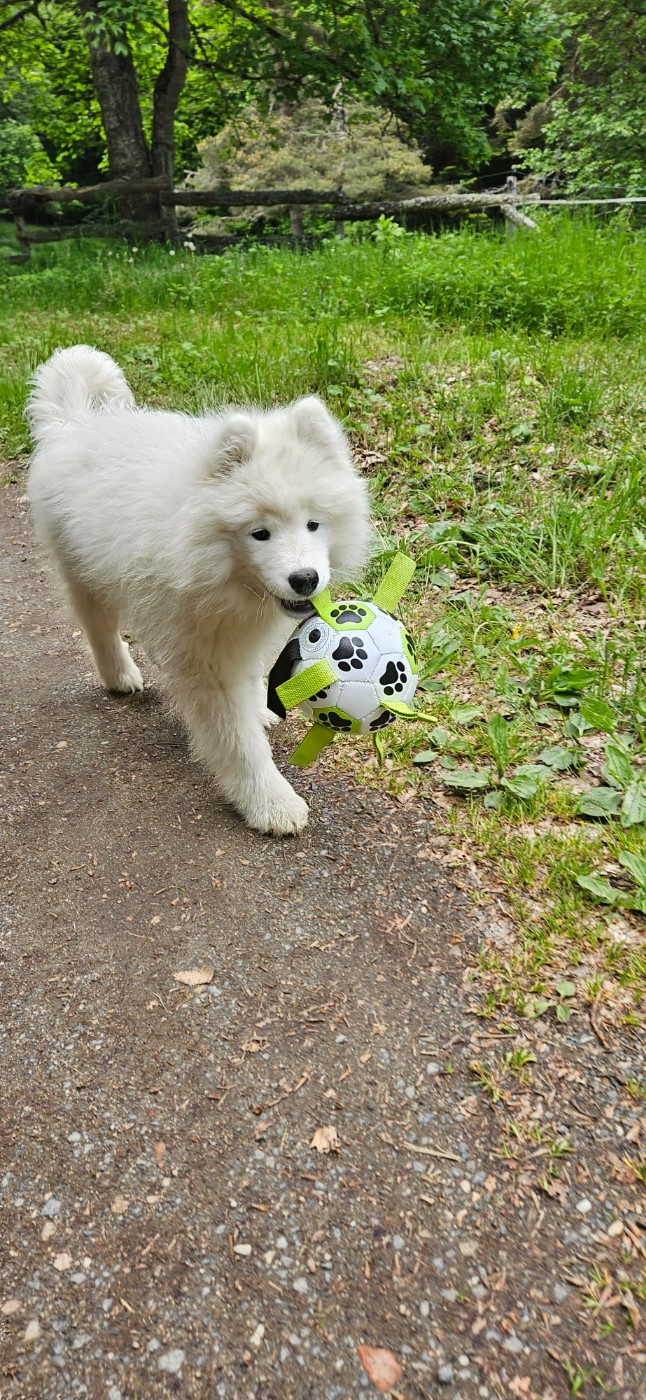 des Bout'choux du Forez - Chiots disponibles - Samoyède